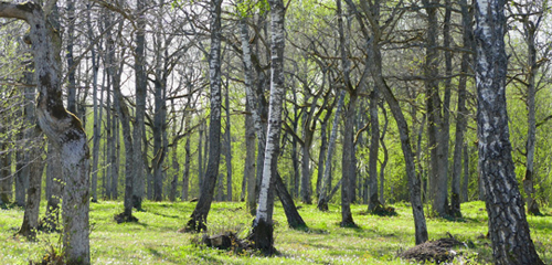 Lähimetsä